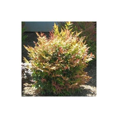 Vase nandina gulf stream 18CM