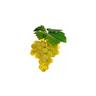 Vigne muscat blanc birstaler - pot 1.5 litre - petit fruit