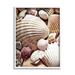 Stupell Industries Various Nautical Clam Conch Shells by Ashley Aldridge - Floater Frame Photograph on in Brown | 20 H x 16 W x 1.5 D in | Wayfair