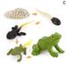 Simulation Animals Life Animals Cycle Growth Model Figures Hot Figurines J7E1