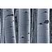 Millwood Pines Closeup of Aspen Bark - Wrapped Canvas Photograph Canvas in Black/Gray/White | 12 H x 18 W x 1.25 D in | Wayfair