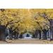 Ebern Designs Autumn Gingkoes Trees - Wrapped Canvas Photograph Canvas in Black/Yellow | 8 H x 12 W x 1.25 D in | Wayfair