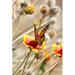 Ebern Designs Butterfly in Spring Garden by Tom_Coultas - Wrapped Canvas Photograph Metal | 48 H x 32 W x 1.25 D in | Wayfair