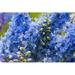 Ebern Designs Delphinium in Garden by Rtsubin - Wrapped Canvas Photograph Canvas in Blue | 20 H x 30 W x 1.25 D in | Wayfair