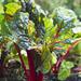 Winston Porter Red Chard, Green Beets - Wrapped Canvas Photograph Canvas in Brown/Green | 12 H x 12 W x 1.25 D in | Wayfair