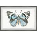 Parvez Taj Wild Butterfly Framed Painting Print