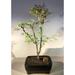 O force Portable Flowering Dwarf Sweet Acacia Bonsai Tree 11 years old 14 tall Great for indoors