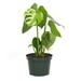 American Plant Exchange Monstera Deliciosa Split-Leaf, Live Tropical Plant, 6-Inch Pot, Vining Houseplant in Black | 18 H x 7 D in | Wayfair