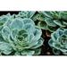 Dakota Fields Succulent Plant - Wrapped Canvas Photograph Canvas in Green | 8 H x 12 W x 1.25 D in | Wayfair AB8DB8F2E5814B73AA463A74756EAB9D