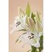 Ebern Designs White Lily Flowers by Egal - Wrapped Canvas Photograph Canvas in Green/White | 12 H x 8 W x 1.25 D in | Wayfair