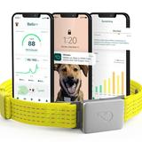 Whistle Switch GPS + Health + Fitness Smart Dog Collar 24/7 Dog GPS Tracker Plus Dog Health & Fitness Monitor Sleek Design Waterproof 2 Rechargeable Batteries for Dogs 5lbs and up (Yellow) XS/
