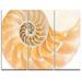 Design Art Light Brown Nautilus Shell - 3 Piece Graphic Art on Wrapped Canvas Set