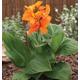 Canna Jaegeriana - Orange Lily 5 Seeds