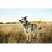 Ebern Designs Dog Standing In Grass by - Wrapped Canvas Photograph Metal in Blue/Brown | 32 H x 48 W x 1.25 D in | Wayfair