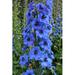 Ebern Designs Brison Bright Blue Delphinium Spike by - Wrapped Canvas Photograph Canvas in Blue/Green | 30 H x 20 W x 1.25 D in | Wayfair