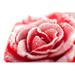 Ebern Designs Naguan Frozen Red Rose by Nick_Thompson - Wrapped Canvas Photograph Canvas in White | 24 H x 36 W x 1.25 D in | Wayfair