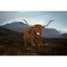 Millwood Pines Trouville Highland Cow by Duncanfawkes - Wrapped Canvas Photograph Canvas in Brown | 8 H x 12 W x 1.25 D in | Wayfair