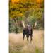 Posterazzi A Bull Moose in Rut in Kincaid Park Anchorage Southcentral Alaska Autumn Poster Print by Michael Jones - 24 x 38 - Large