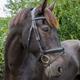 ECO Rider Ecosoft Luxe Bridle Cob Brown