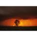 Cumulonimbus Cloud And Cottonwood Tree Near Dugald Manitoba Poster Print (17 x 11)