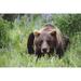 Captive: Brown Bear Laying Amongst Lupine Wildflowers At The Alaska Wildlife Conservation Center During Summer In Southcentral Alaska Captive Poster Print (34 x 22)