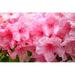 Evergreen azalea blooms in the spring and summer Poster Print by Mallorie Ostrowitz (36 x 24) # US05MOS0019