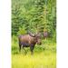Posterazzi Bull Moose in Velvet Kincaid Park Anchorage Southcentral Alaska Summer Poster Print by Michael Jones - 24 x 38 - Large