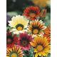 Gazania Sunshine Hybrid Mixed approx. 30 seeds, Fairy Flower Seeds