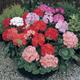 Geranium Horizon F1 Mixed x10 seeds, Summer Bedding Plants