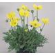 Papaver Miyabeanum Pacino Approx. 30 seeds Perennial Yellow Poppy