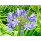 Agapanthus praecox Queen Anne blue x15 seeds, Lily of the Nile