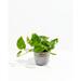 Lively Root 8" Live Pothos Plant in Basket in Gray | 8 H x 5 D in | Wayfair 659725149022