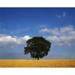 Posterazzi Oak Tree in a Barley Field - Ireland Poster Print by The Irish Image Collection - 34 x 26 - Large