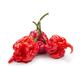 Chilli Plants - 'Carolina Reaper' - 2 x Full Plants in 9cm Pots - Garden Ready + Ready to Plant - Premium Quality Plants