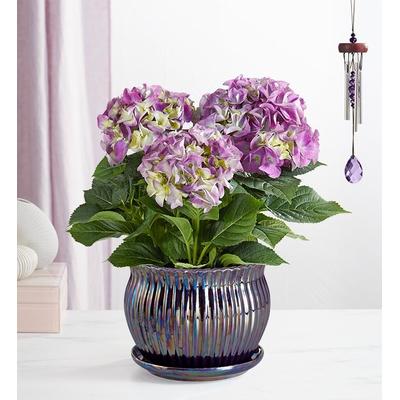 1-800-Flowers Plant Delivery Blissful Blooming Hydrangea Large Plant Purple W/ Windchime