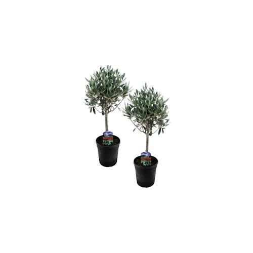 Olea Europaea - Olivenbaum 2er Set Höhe 45-55cm
