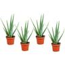 Plant In A Box - Aloe Vera - Set de 4 - Succulentes - ⌀10,5cm - Hauteur 25-40cm