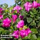 Rose rugosa 'Rubra' (Species Shrub Rose)