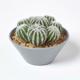 Homescapes Cactus artificiels Echinocactus Grusonii en pot en mélamine gris, 17 cm - Vert