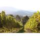 Pizzini Wines King Valley Esperienza - private wine tasting & grazing plate