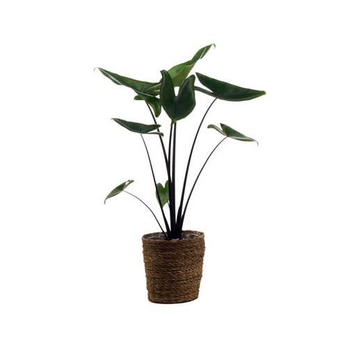 Zimmerpflanze »Alocasia Black Zebrina« mit Topf