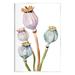 Stupell Industries Pastel Poppy Pods Watercolor Wall Plaque Art By Jennifer Paxton Parker-au-693 in Blue/Pink | 15 H x 10 W x 0.5 D in | Wayfair