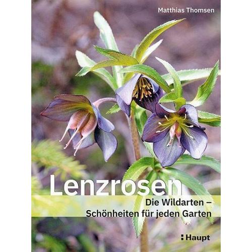 Lenzrosen – Matthias Thomsen