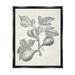 Rosalind Wheeler Vintage Fig Plant Study Drawing Framed Floater Canvas Wall Art By Lil' Rue Canvas in Gray | 31 H x 25 W x 1.7 D in | Wayfair