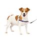 PetSafe Easy Walk No-Pull Dog Harness Perfect for Leash & Harness Training