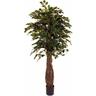 Ficus Benjamin Tropical Liana Semi-Naturale - h. 190 cm