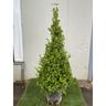 Vivaio Garden Forest - Buxus Sempervirens Arborescens - piramide - (bosso) Pianta h 110 cm Foto