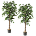 Artificial Trees Ficus (2 Pack) for Home Decor Indoor - Fake Plants & Faux Plants Indoor - Fake Plants Tall Tree Artificial Plants for Living Room Decor Tall Fake Plants Indoor Fake Tree - 5 Feet