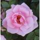 Pretty Polly - Patio Rose - Potted