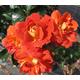 Rosa 'Child of Mine' Patio Rose - Deep Orange & Yellow Blooms - Potted Rose